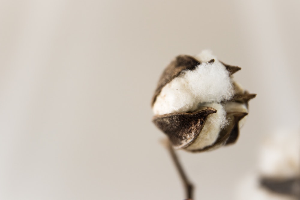 Foto di Magda Ehlers da Pexels