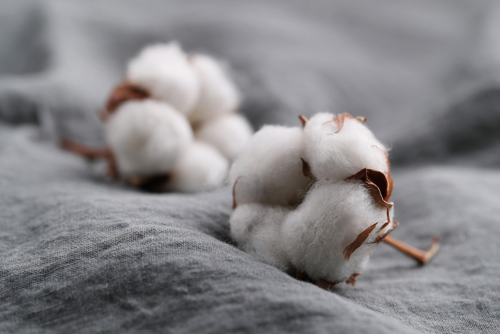 Cotton flower on the table (Fiori foto creata da Racool_studio – it.freepik.com)